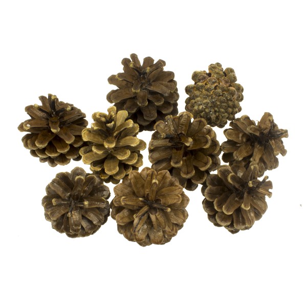 Набір шишок соснових 9 шт Еко-лак прозорий 2