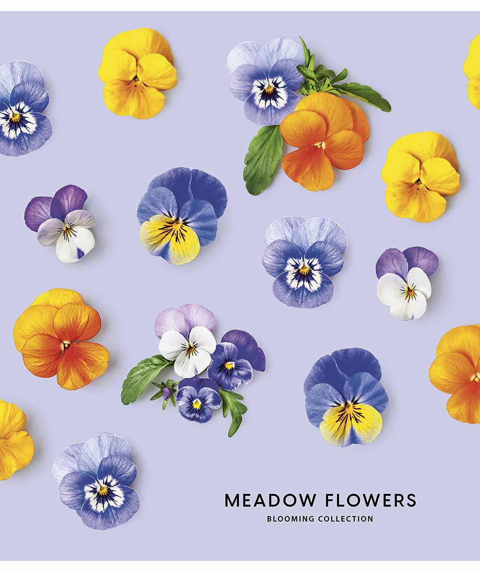 Зошит 36 аркушів лінія «Meadow flowers» виб. Уф-лак