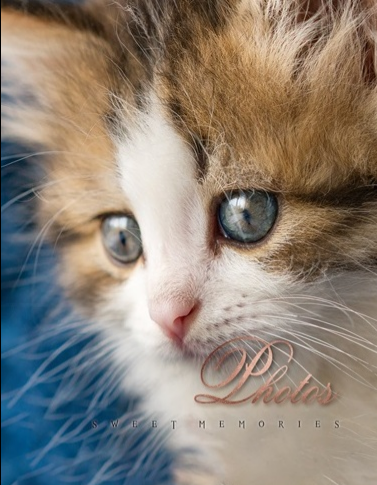 Фотоальбом 10×15×200 Cat photo